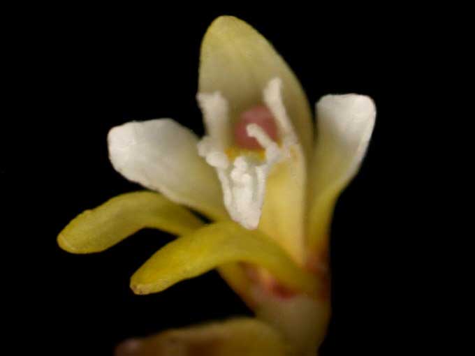 Pogoniopsis schenkii
