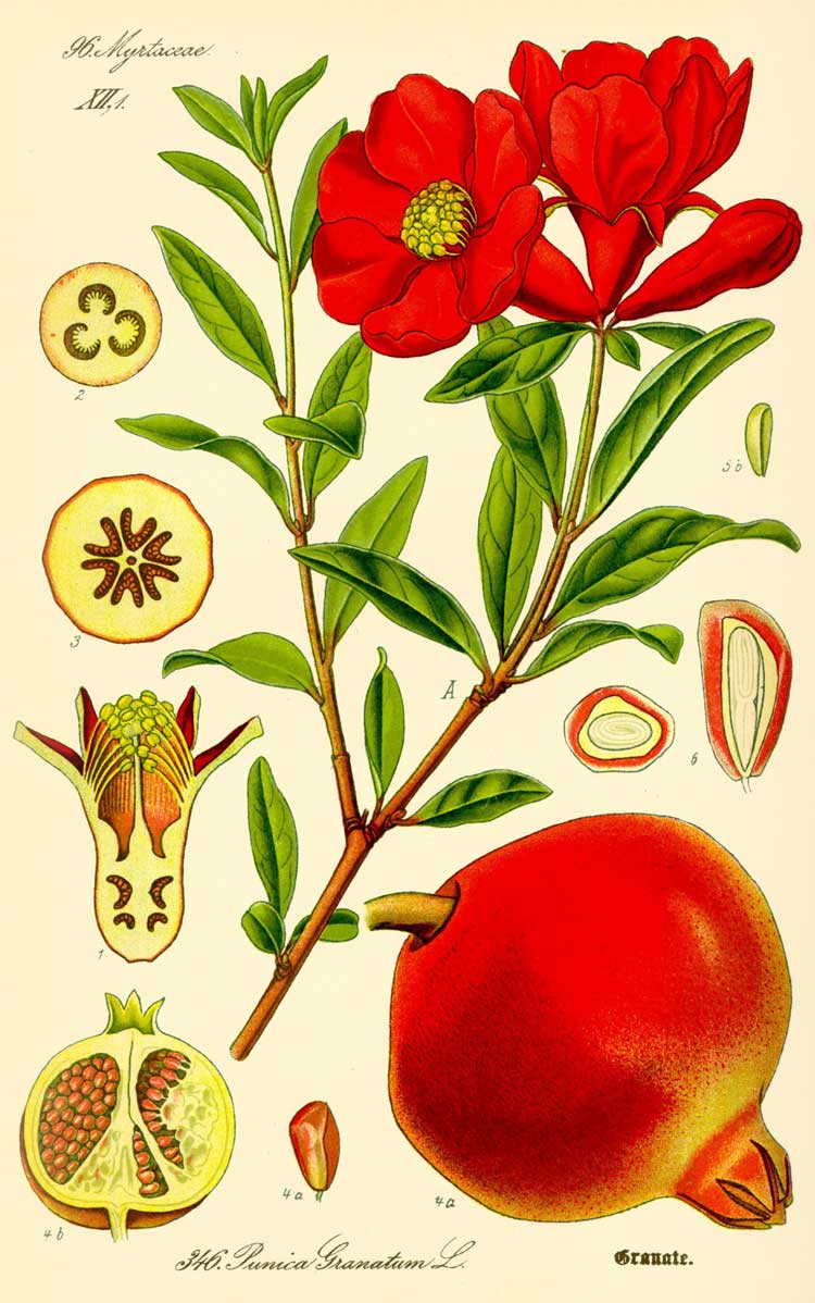Punica granatum 25 Turquie géant 25 Sweet Pomegranate Seeds