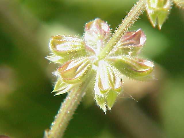 Salvia bulleyana