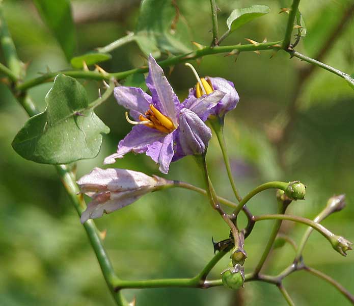 Solanum wendlandi
