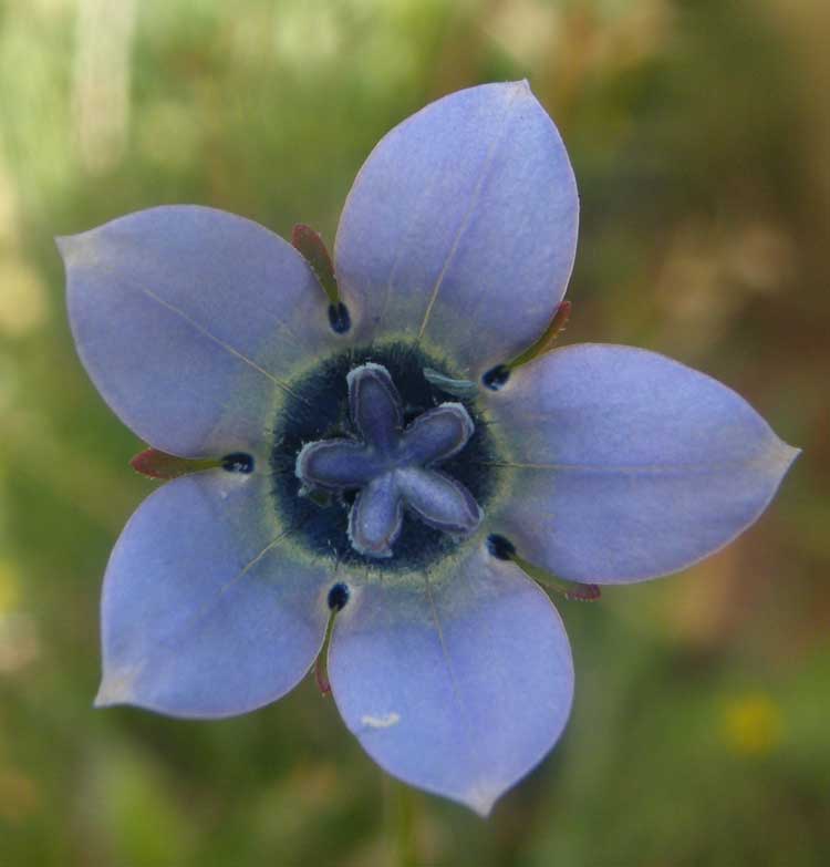 Wahlenbergia capensis