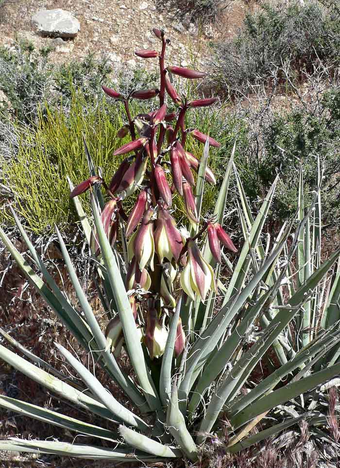 Yucca baccata var. baccata