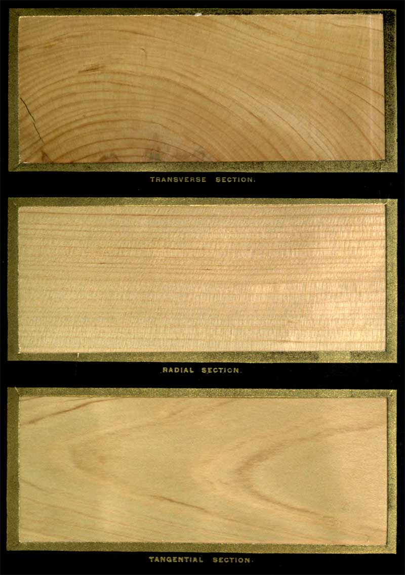 Cupressus macnabiana Wood