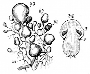 Fig. 25. Early stages of the mushroom. (After Sachs.) m, Mycelium. b1-3, Mushroom buds of different ages. b4, Button mushroom. g, Gills forming inside before lower attachment of the cap gives way at v.