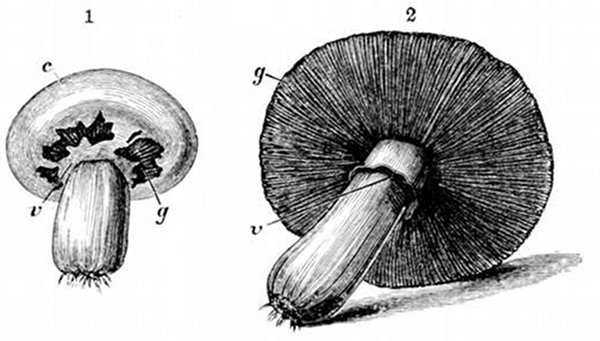 Fig. 26. Later stages of the mushroom. (After Gautier.) 1, Button mushroom stage. c, Cap. v, Veil. g, Gills. 2, Full-grown mushroom, showing veil v after the cap is quite free, and the gills or lamellæ g, of which the structure is shown in Fig. 27.