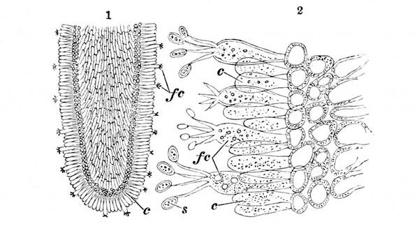 Fig. 27. 1, One of the gills or lamellæ of the mushroom slightly magnified, showing the cells round the edge. c, Cells which do not bear spores. fc, Fertile cells. 2, A piece of the edge of the same powerfully magnified, showing how the spores s grow out of the tip of the fertile cells fc.