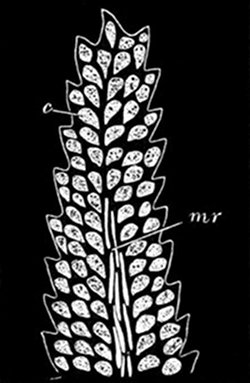 Fig. 33. Moss-leaf magnified. (From life.) Showing the cells c, each of which can take in and work up its own food. mr, Long cells of the mid-rib.