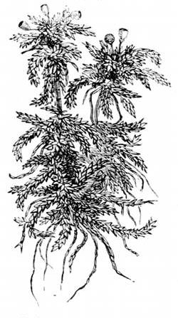 Fig. 36. Sphagnum moss from a Devonshire bog. (From life.)