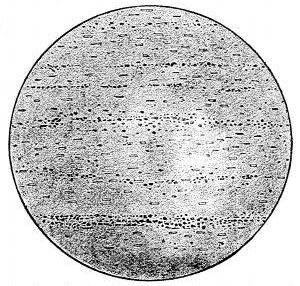 Fig. 41. A slice of volcanic glass showing the lines of crystallites and microliths which are the beginnings of crystals.