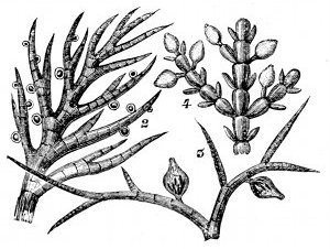Fig. 65. Three seaweeds of Fig. 63 much magnified to show fruits. (Harvey.) 2, Sphacelaria filicina. 3, Polysiphonia urceolata. 4, Corallina officinalis.