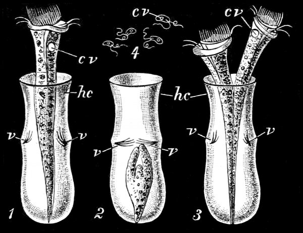 Fig. 68. Thuricolla folliculata and Chilomonas amygdalum. (Saville Kent.) 1, Thuricolla erect; 2, retracted; 3, dividing. 4, Chilomonas amygdalum. hc, Horny carapace. cv, Contractile vesicle. v, Closing valves.