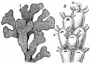 Fig. 72. The Sea-mat or Flustra (Flustra foliacea.) 1, Natural size. 2, Much magnified. s, Slit caused by drawing in of the animal a.