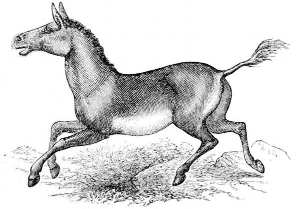 Fig. 74. Equus hemionus, "Kiang" or "Kulan," the Horse-ass of Tartary and Tibet. (Brehm.)