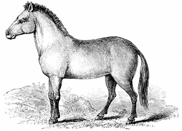 Fig. 75. Przevalsky's Wild Horse, the "Kertag" or "Statur."