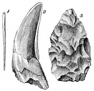 Fig. 78. Palæolithic relics. 1, Bone needle, from a cave at La Madeleine, ½ size. 2, Tooth of Machairodus or sabre-toothed tiger, from Kent's Cavern, ½ size. 3, Rough stone implement, from Kent's Cavern, ¼ size.
