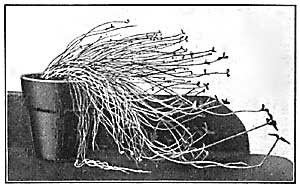 FIG. 85—Stems and leaves of oxalis growing toward the light.