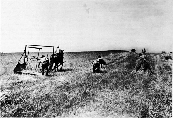 Figure 10.--McCormick reaper (1831) in use in the field. Photo courtesy of International Harvester Corporation. (Catalog No. 98.)