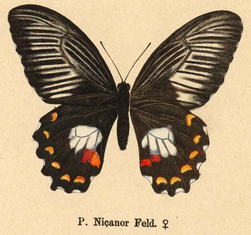 Papilio polytes nicanor