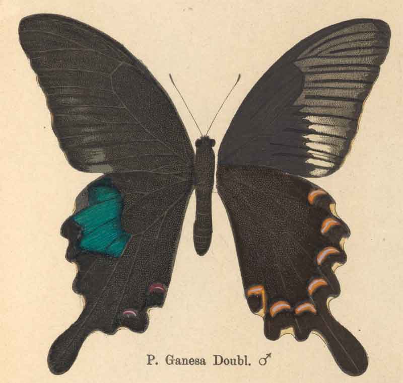 Papilio bianor ganesa