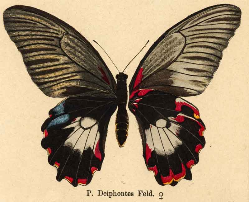 Papilio deiphobus deiphontes