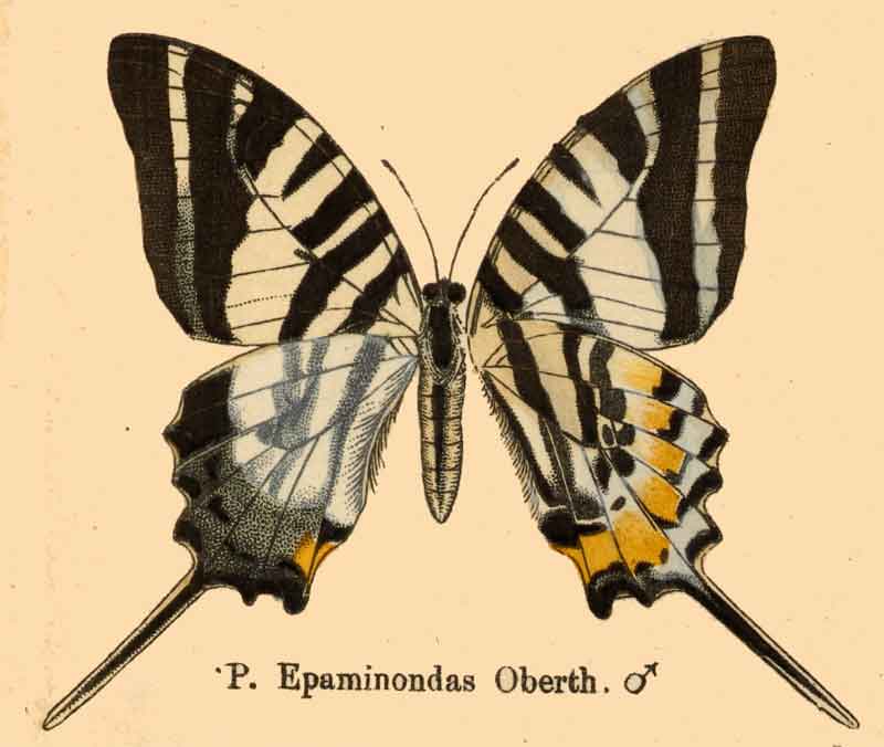 Graphium epaminondas