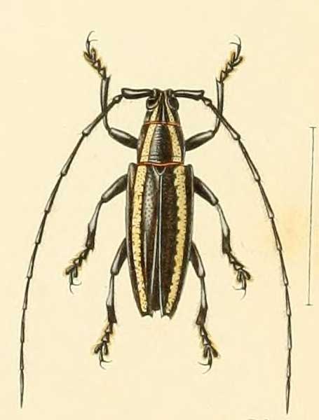 Acridocephala nicoletii