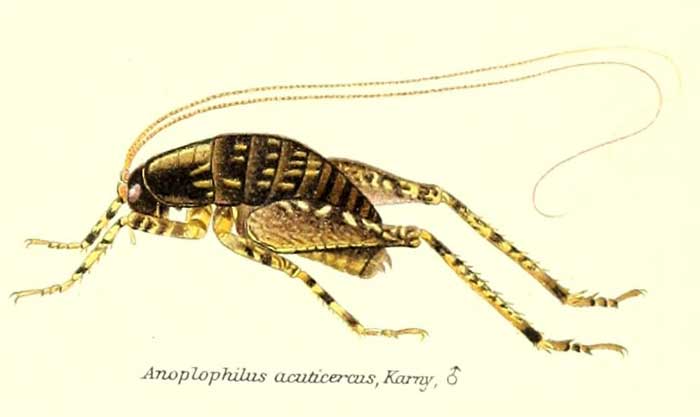 Anoplophilus acuticercus