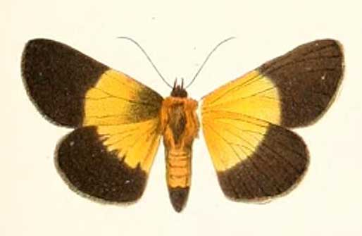 Arrothia bicolor