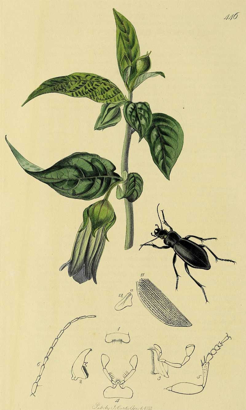 Carabus violaceus subsp. purpurescens