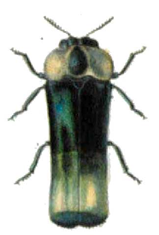 Cisseicoraebus retrolatus