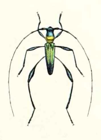 Cloniophorus tricolor