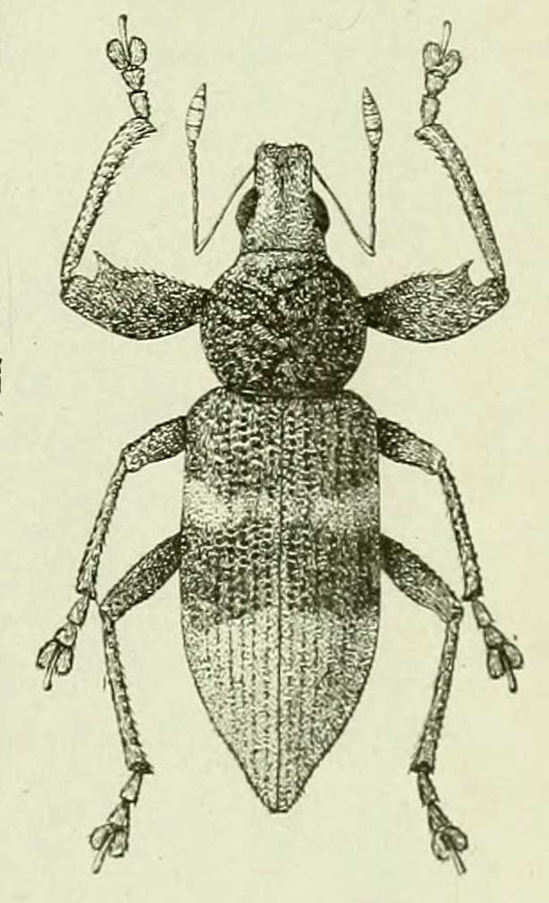 Cratopus convexicollis