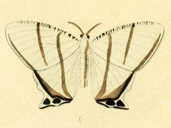 Cyphura geminia