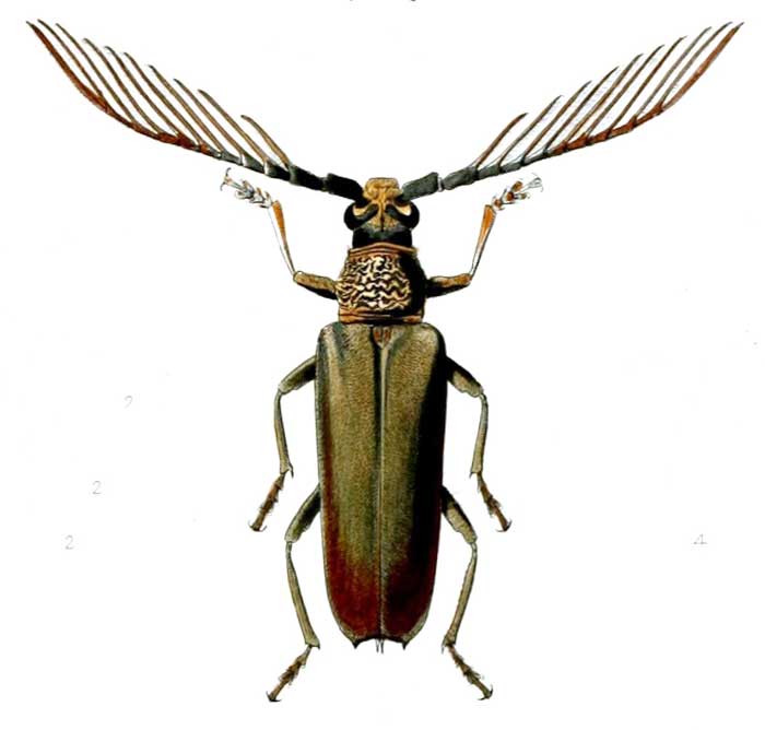 Cyriopalus wallacei