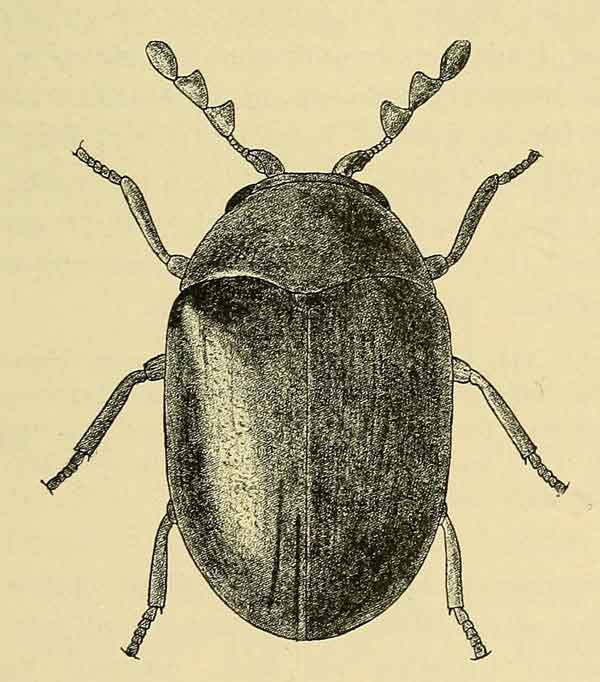 Dorcatoma flavicornis