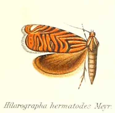 Hilarographa hermatodes