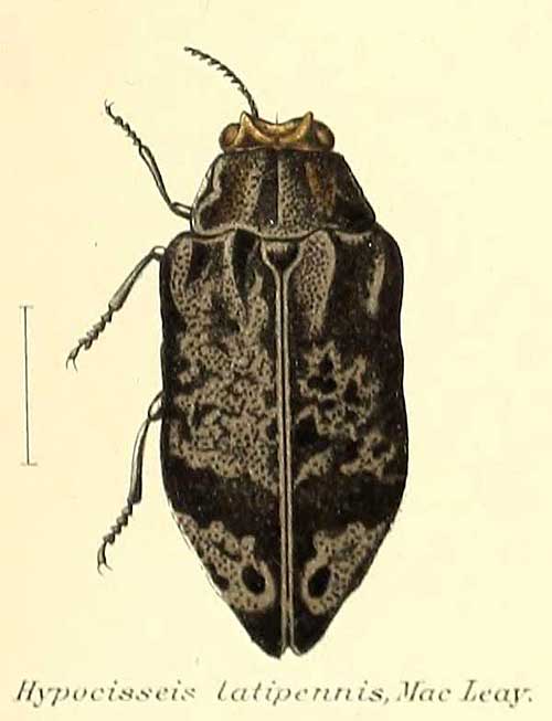 Hypocisseis latipennis