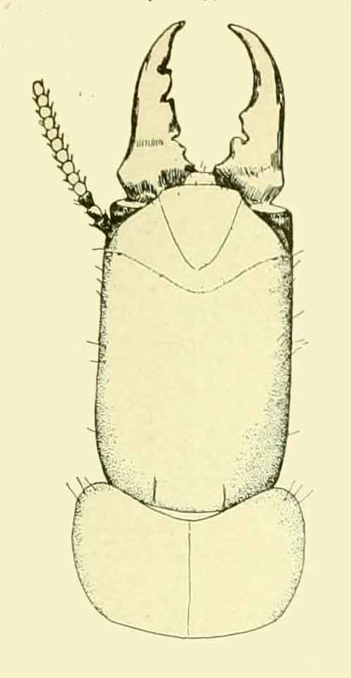Kalotermes approximatus