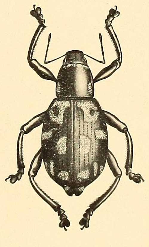 Macrocyrtus ilocanus