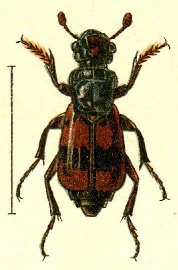 Nicrophorus nepalensis