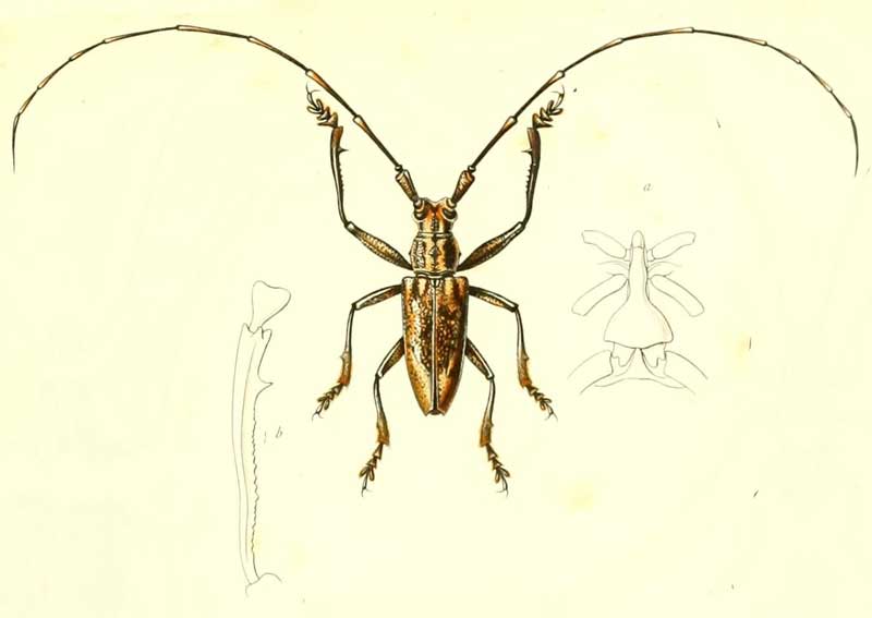 Pelargoderus arouensis
