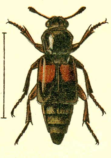 Ptomascopus plagiatus