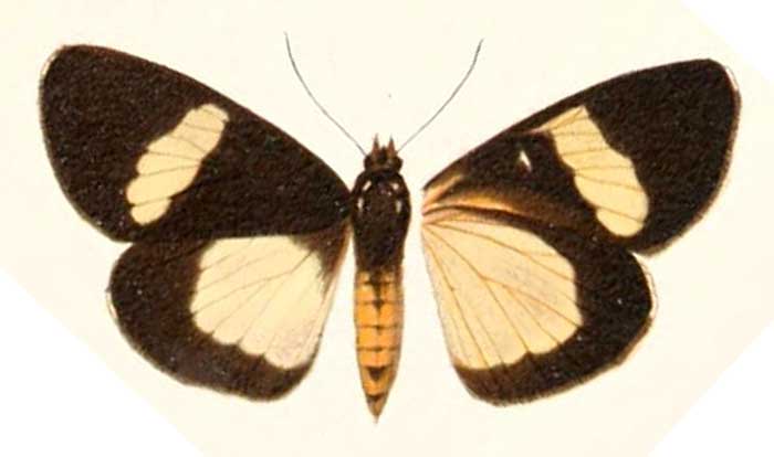 Rothia simplex