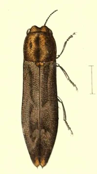 Sjoestedtius thoracicus