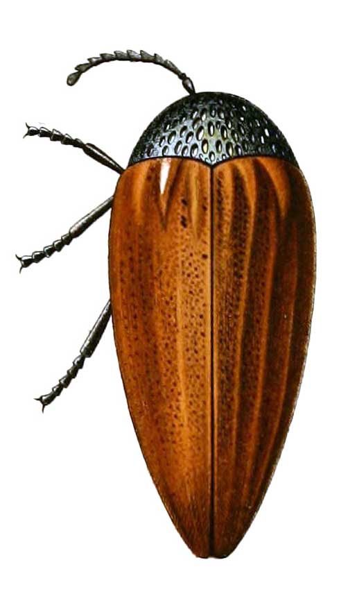 Sternocera orissa variabilis