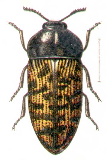 Acmaeodera planidorsis