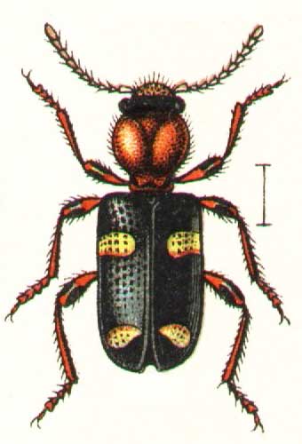 Allonyx quadrimaculatus