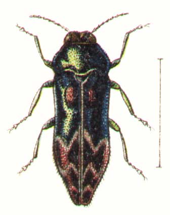 Coraebus undatus