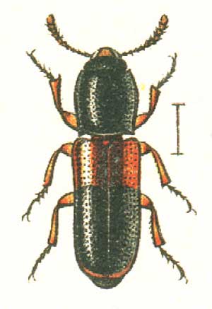 Corticeus fasciatus