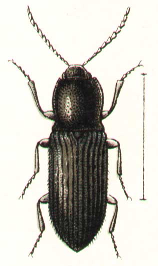 Hemicrepidius (Pseudalthous) niger